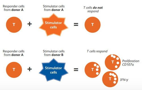 簡單快速的對cd8 細(xì)胞毒t細(xì)胞活化進(jìn)行多參數(shù)評估